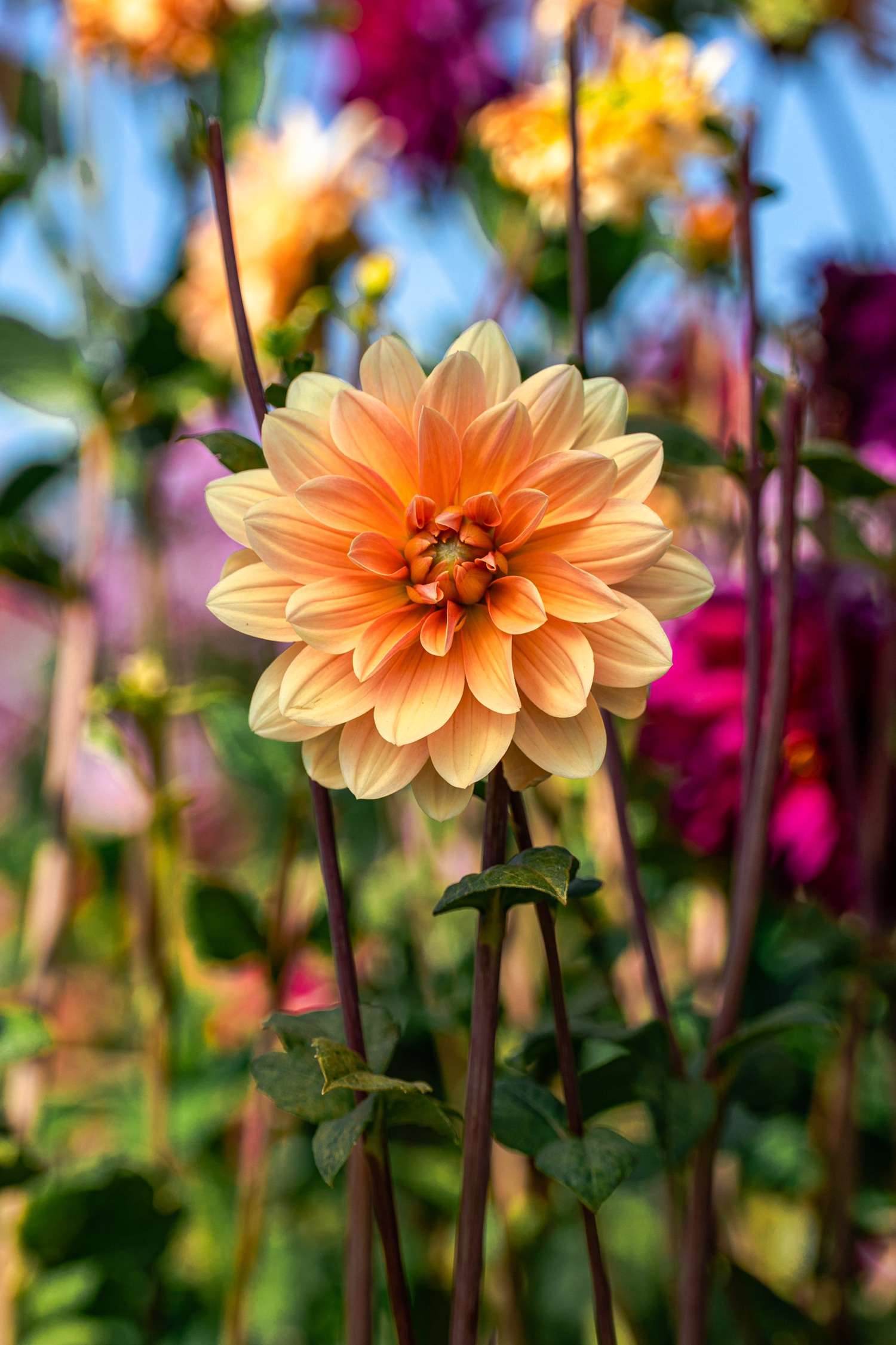 Dahlia 'Apricot Desire'